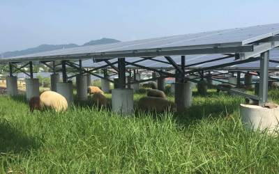 太陽光発電所を羊が除草してくれています